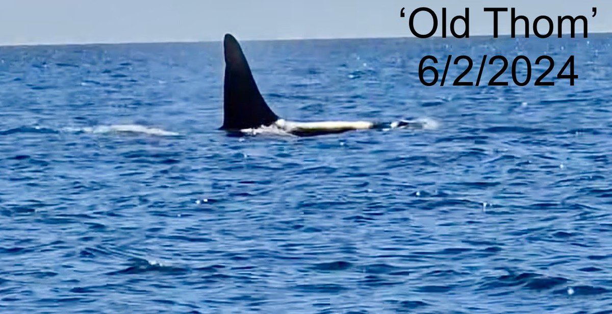 Looks like ‘Old Thom’ is visiting the area again. He was spotted today off Chatham. We know it’s him from his very distinct dorsal fin. You can see video of him here: facebook.com/share/p/gFE7RT…?