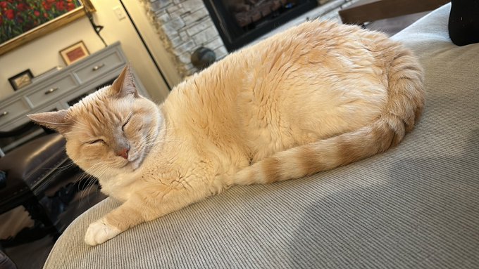 Walter White Cat seems to like me a lot 😊 https://t.co/6CK5oCPnnQ