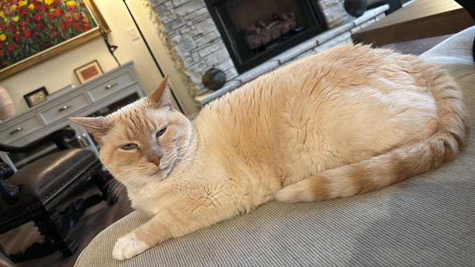 Walter White Cat seems to like me a lot 😊 https://t.co/6CK5oCPnnQ