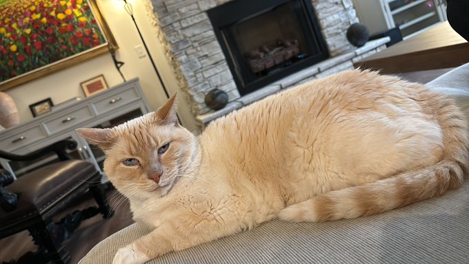 Walter White Cat seems to like me a lot 😊 https://t.co/6CK5oCPnnQ