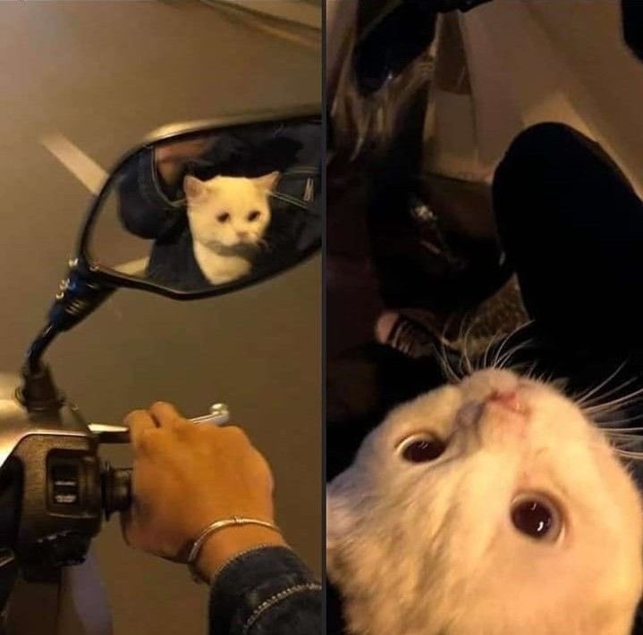 Punch Cat tweet media