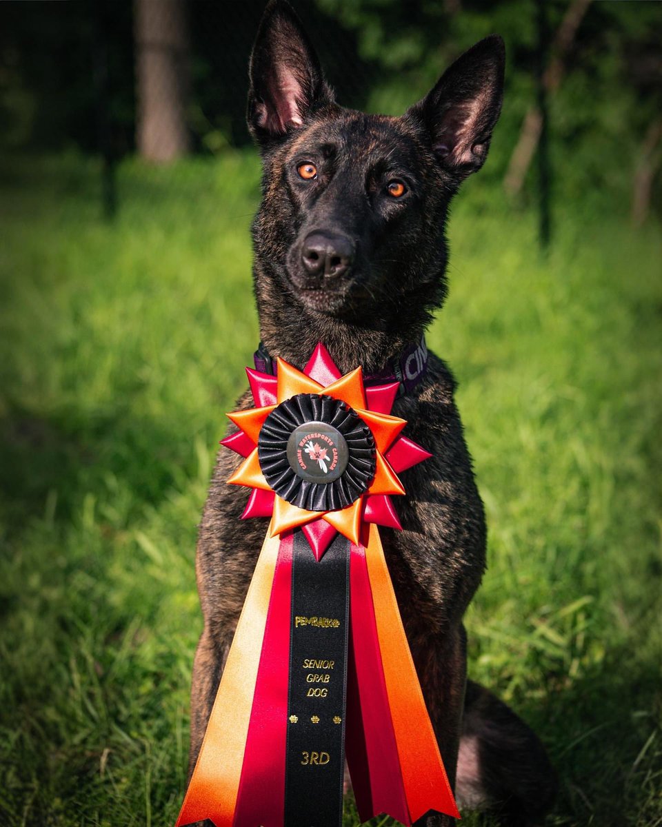 TWilsonOttawa's tweet photo. My stepdaughter’s dogs are incredible 🇨🇦❤️🤩 all 3 took home ribbons today in competition 🐕🏅🏆 #dutchdogs #shephards #malinois #sportdogs #workingdogs #protectiondogs #dogdaysofsummer https://t.co/uHjuLm8nRZ