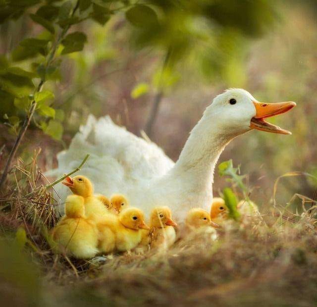 Ducks Make Me Happy tweet media
