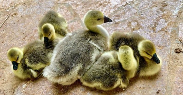 Ducks Make Me Happy tweet media