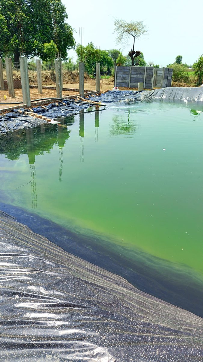 B_VERMA1197's tweet image. ग्राम माछा में मछली पालन का काम चल रहा है । #fishfarming #catfishfarming #shellfishfarming #catfishfarminginnigeria #sustainablefishfarming #stopfishfarming #goldfishfarmingtonhills #organicfishfarming #crawfishfarming #nofishfarming #fishfarminghawaii #fishfarmingbed