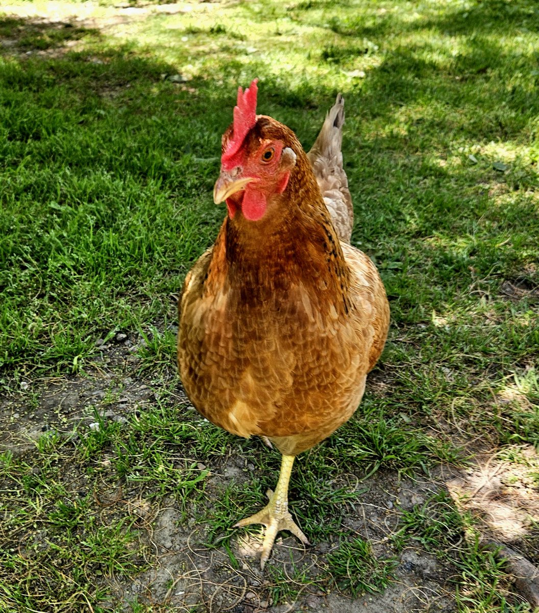 AlysaScottPhoto's tweet photo. Hello there, friend 🧡 

#chickens #outdoors #photographydaily #photography #sunshine #nature #wildlife #liveyourlife https://t.co/jsxKFDjk4w