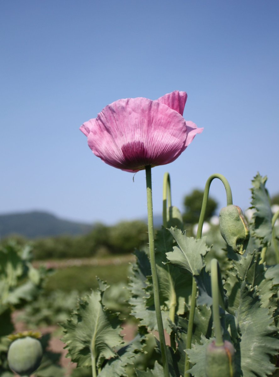 MHLWitter's tweet photo. 【違法な #けし の見分け方①】
ケシ（ソムニフェルム種）の花は、色が赤、桃、白、紫色などで、一重咲きになるものや八重咲きになるものがあります。

葉・茎・つぼみなどは、キャベツの葉のような白味を帯びた緑色で、葉は互い違いに茎につき、茎を抱き込むような形をしています。 https://t.co/hiMoxiReHA