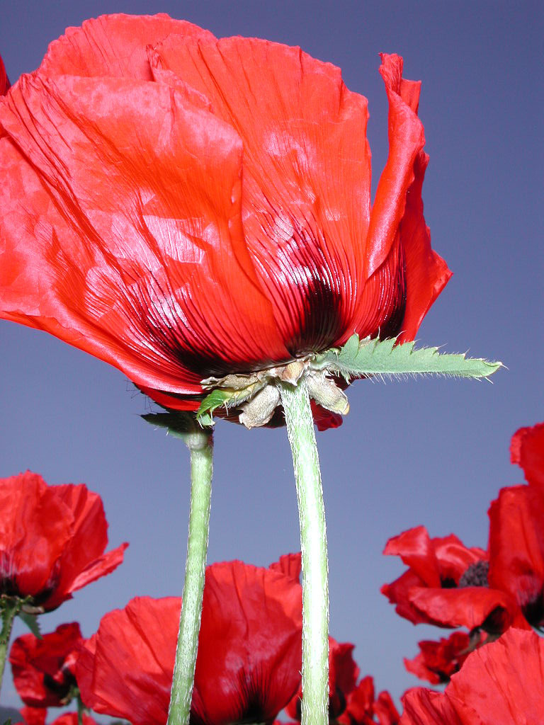 MHLWitter's tweet photo. 【違法な #けし の見分け方③】
ハカマオニゲシ（ブラクテアツム種）の花びらは4～6枚で大きく、色は深紅です。

花びらの基部にある黒紫の鮮明な斑点が特徴です。

葉や茎全体が白く硬い毛で覆われています。つぼみの表面には、硬く寝た毛がたくさんついています。 https://t.co/vb6Y1l9rmv