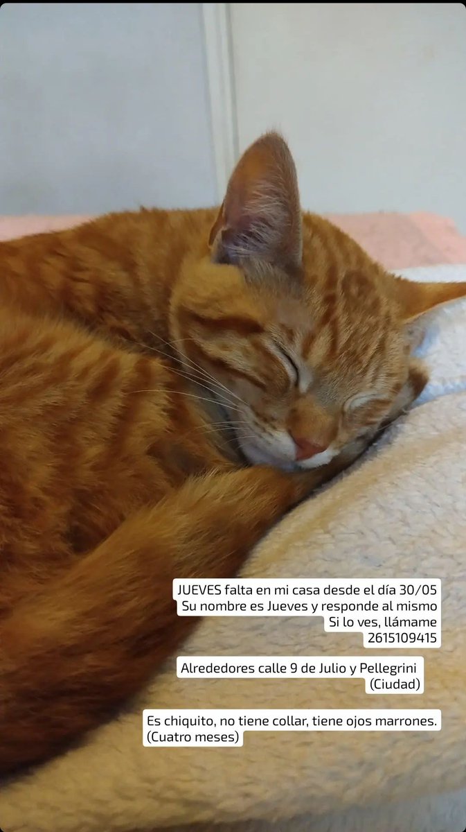cococ13lo's tweet photo. Me ayudan difundiendo? 
Jueves se perdió en la cuarta sección de la ciudad de Mendoza.
Si sabes de alguien q recientemente encontró a un gatito d estás características, es probable q sea el! 
Lo extraño más q a nada en mi vida. https://t.co/hpAYATJViR