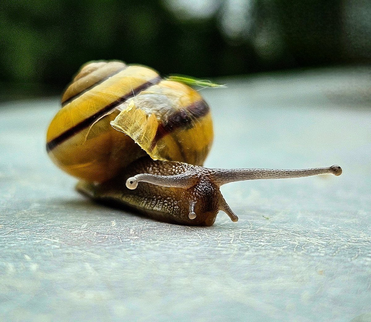 AlysaScottPhoto's tweet photo. ✌️

#snails #snail 
#photographydaily #follow #outdoors #naturephotos #nature https://t.co/86GIRawv3E