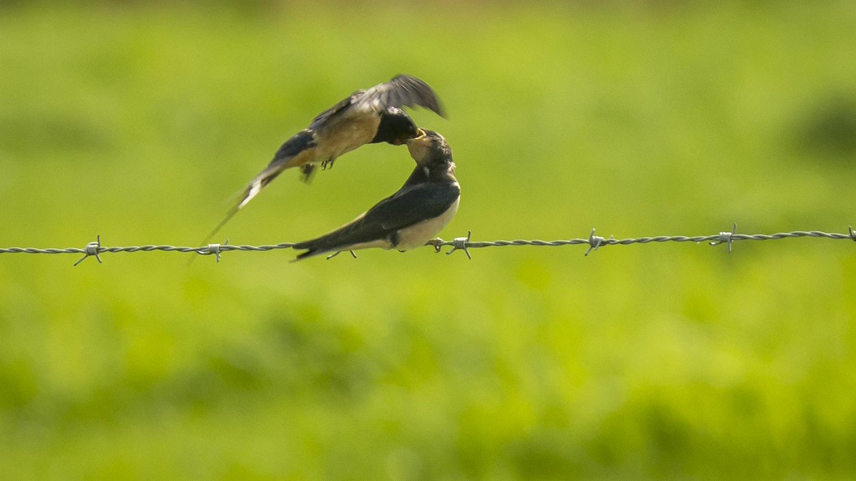MeInTheMiddleX's tweet photo. Food droppings....

Barn swallow, Hirondelle rustique, Rauchschwalbe, Boerenzwaluw (#Hirundo rustica) https://t.co/uWZfIpWLYr