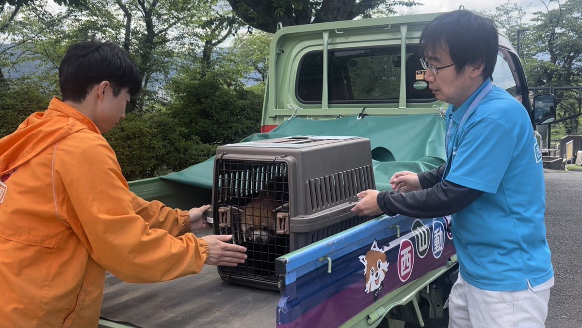 [お知らせ]
レッサーパンダ「カイト」が
多摩動物公園へ出発しました。

寂しい気持ちもありますが、
カイトのこれからを応援しましょう！
カイトくん
今までありがとう😊　元気でね👍
#鯖江市西山動物園
#レッサーパンダ
#カイト