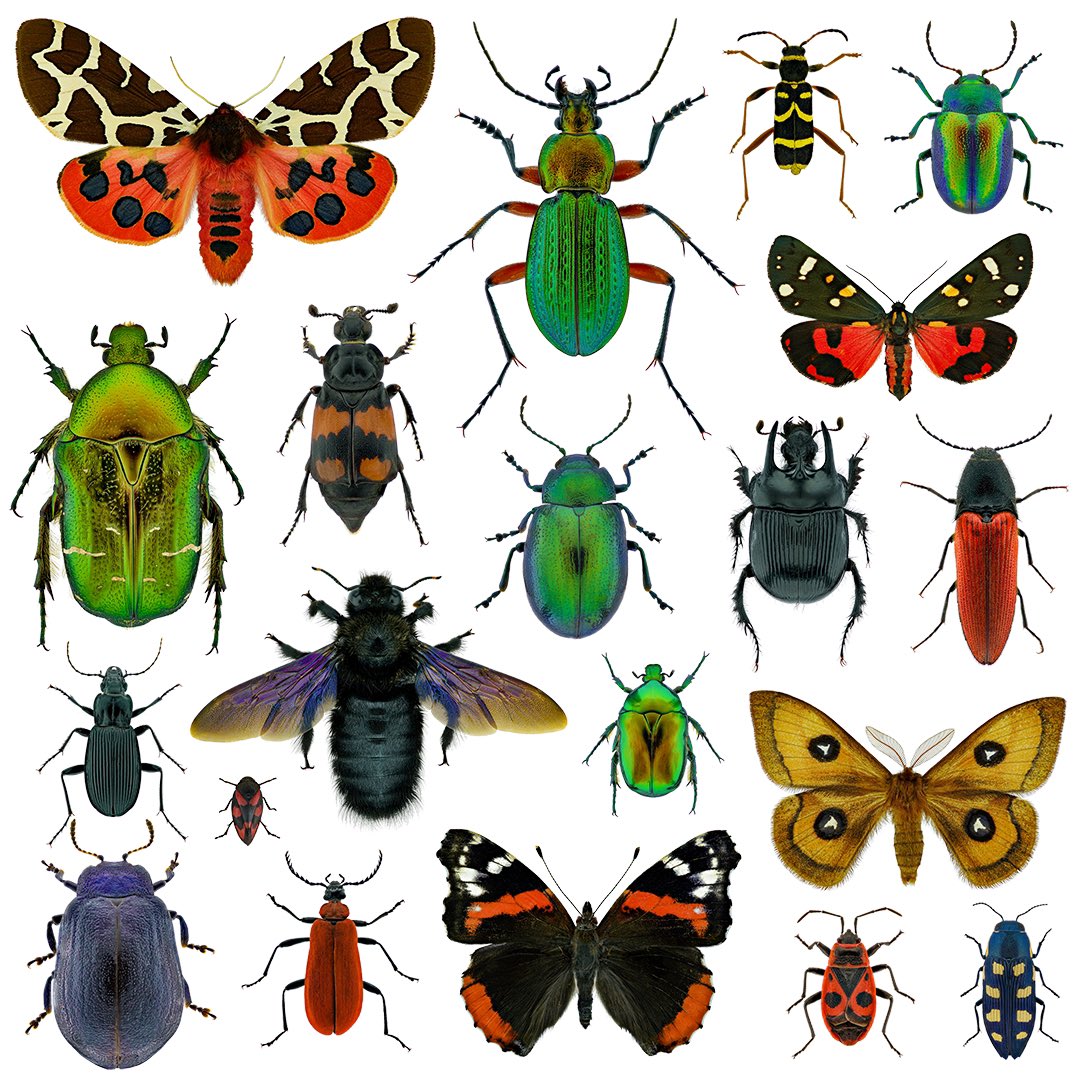 sagaOptics's tweet image. A random collection of different insects?
Not quite, the choice fell on the special look as an inverted image. Swipe over and look at the inverted images.

#insects #entomology #invert #inverted #macrophotography #negative #insekten