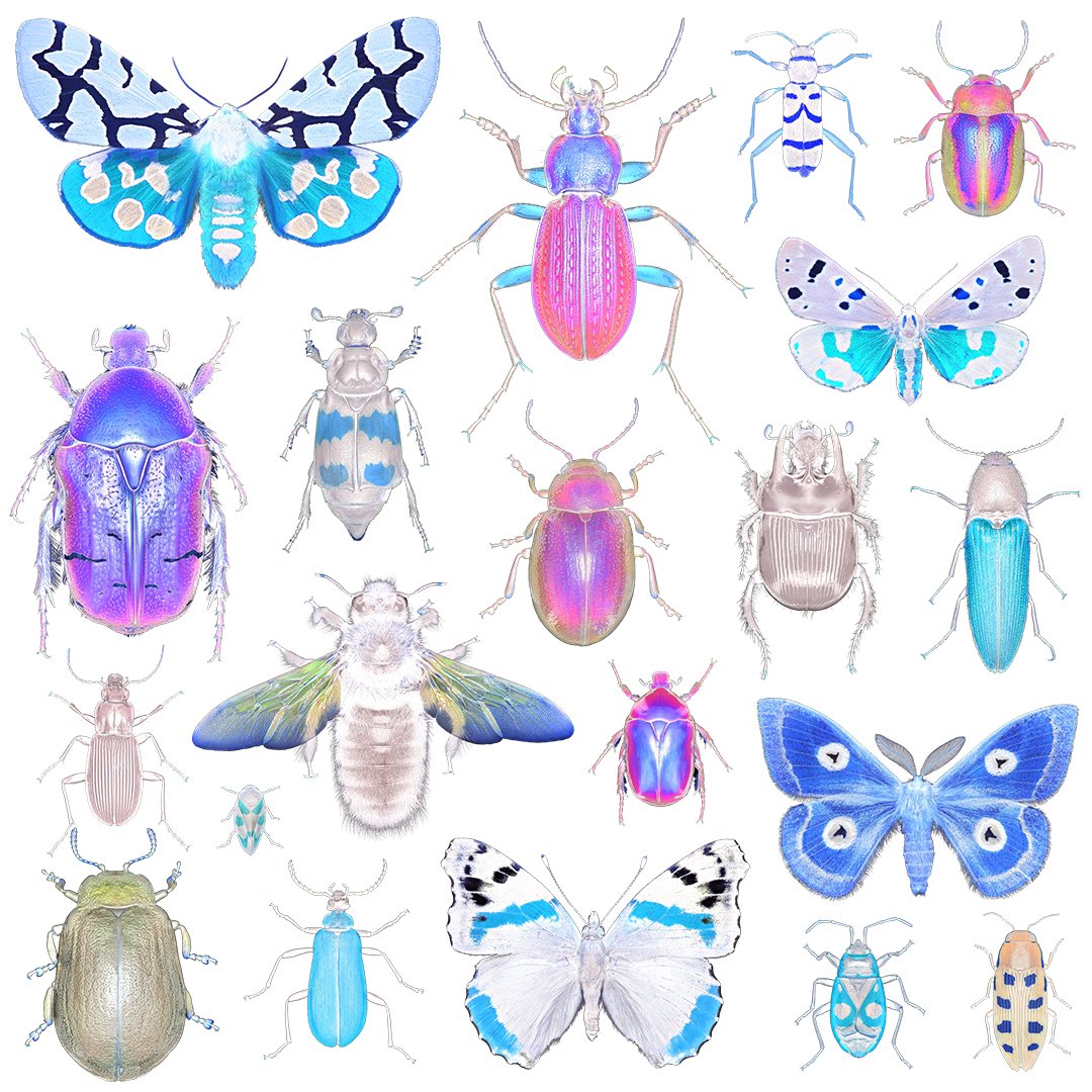 sagaOptics's tweet image. A random collection of different insects?
Not quite, the choice fell on the special look as an inverted image. Swipe over and look at the inverted images.

#insects #entomology #invert #inverted #macrophotography #negative #insekten