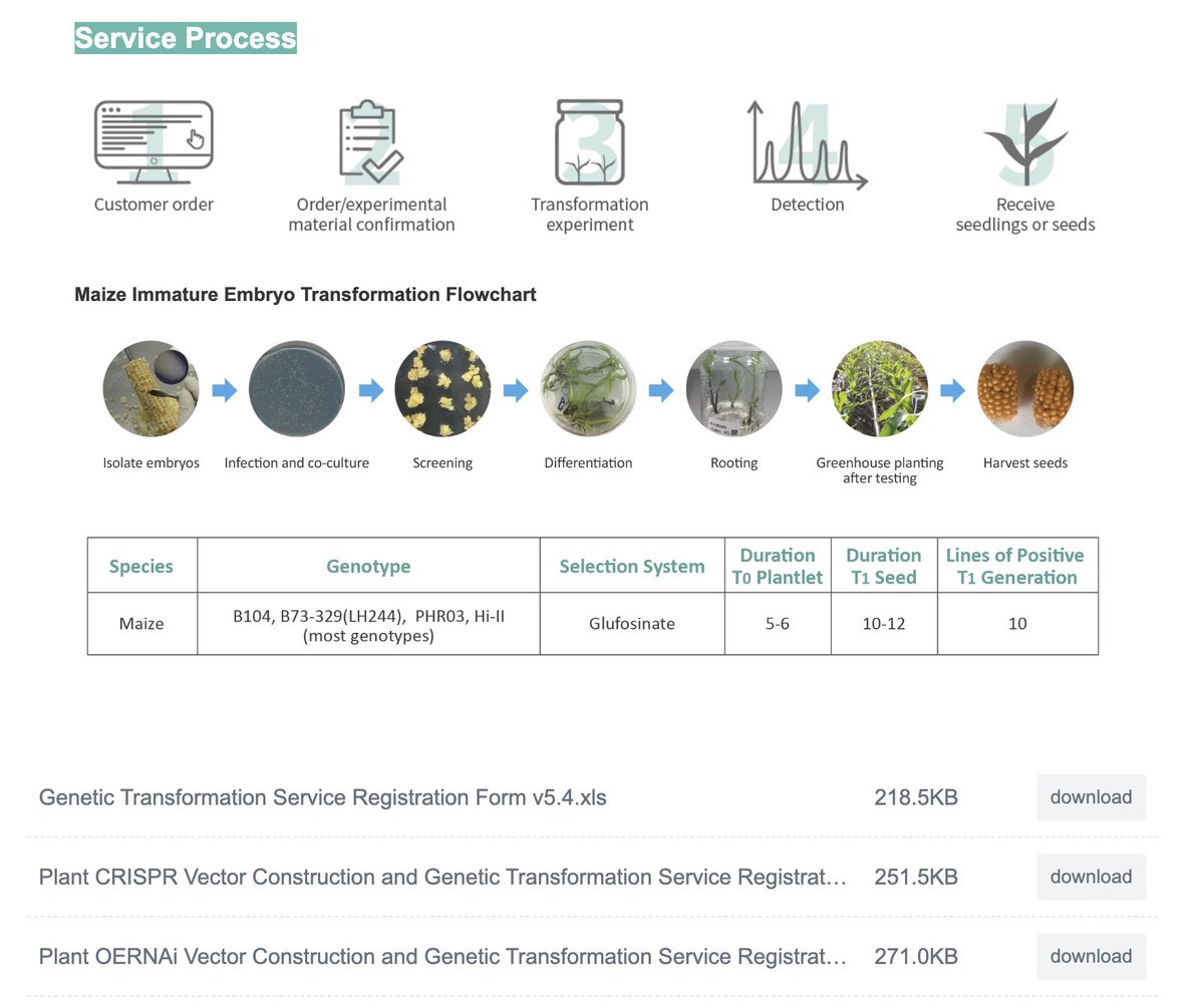 wimi_biotech's tweet image. 🌽 WIMI Maize Genetic Transformation Service ! 🧪 Download WIMI form, input your details, and WIMI execute the experiments. 📥 Your transformed maize seeds will be sent directly to you! #MaizeInnovation #GeneticEngineering #SeedToScience #DirectShipping #GeneticTransformation