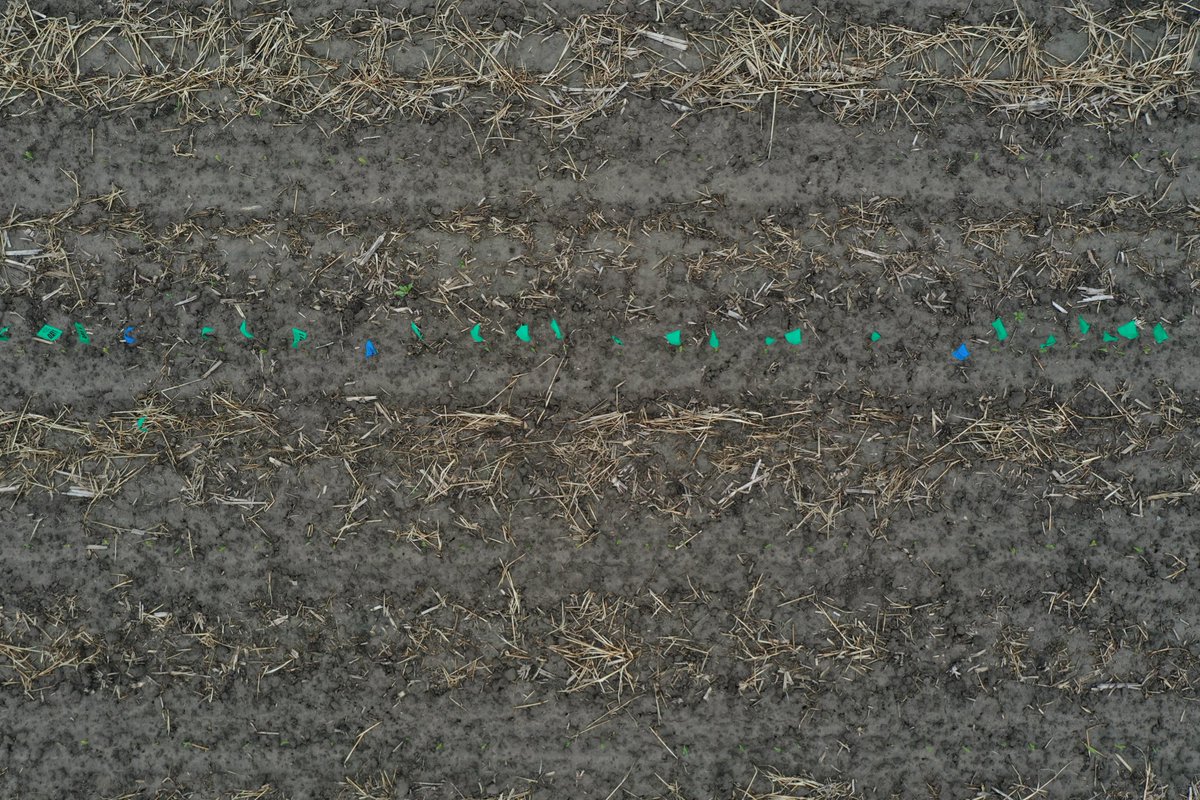 Day three of my emergence flagging trials, using the nice <a href="/PrecisionPlant/">Precision Planting</a> flagging kits. Today was a little muddy and I couldn’t make it to the back of the last field but my <a href="/DJIGlobal/">DJI</a> Mavic drone could!