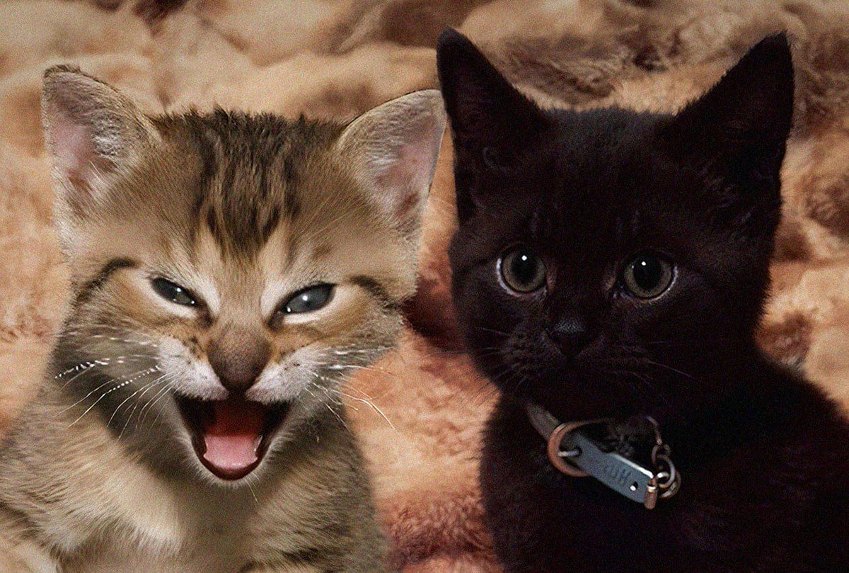 nigisolana's tweet photo. Hearing rumblings🐈x🐈‍⬛... Gnigi everyone https://t.co/qhdfeiIy1a