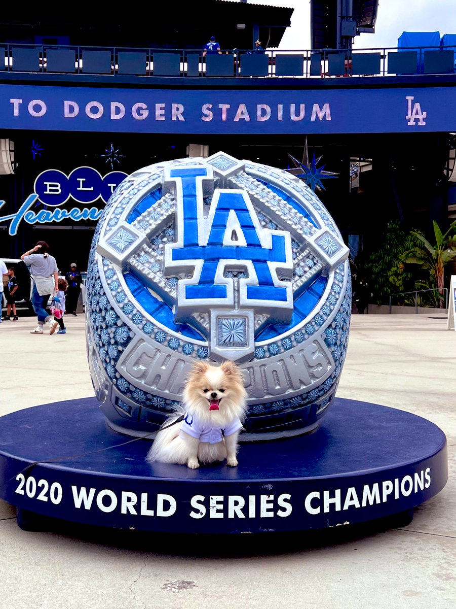 _YES7_'s tweet image. Pups in the Park 
#itfdb #LosAngelesDodgers #dodgers #tavo #pomeranian #doglover #love