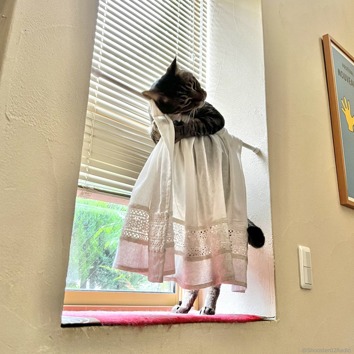 いや乙女かよ」カーテンに抱きつく猫のカワイイ姿に24万”いいね”の大