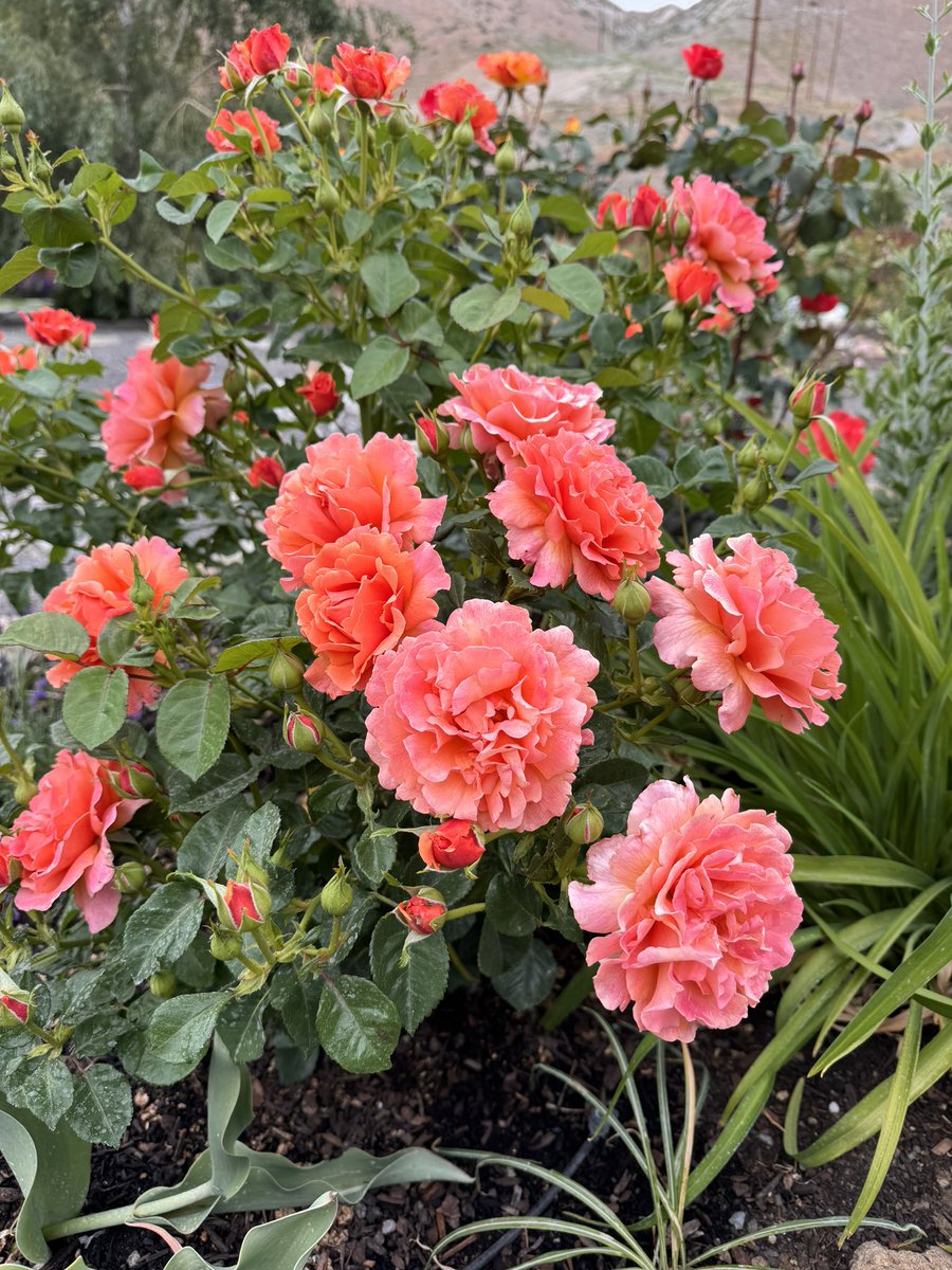 TheRoseDude's tweet photo. Happy Sunday, friends!
Here is ‘Easy Does It’, by far the showiest among all the roses right now! I’m so much in love with the ruffled petal edges 🥰 

#roses #rosegarden #flowers #GardeningX https://t.co/33xsU0iq6l