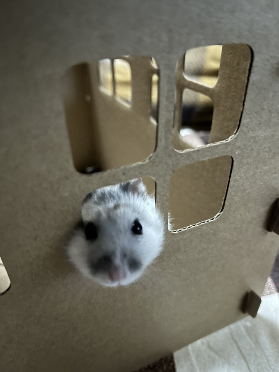 暑くても、仕事でつまづいても💦
ふとカメラロールみたら癒される

そしてこの隙間から脱走出来る
その柔軟さが羨ましい🥺