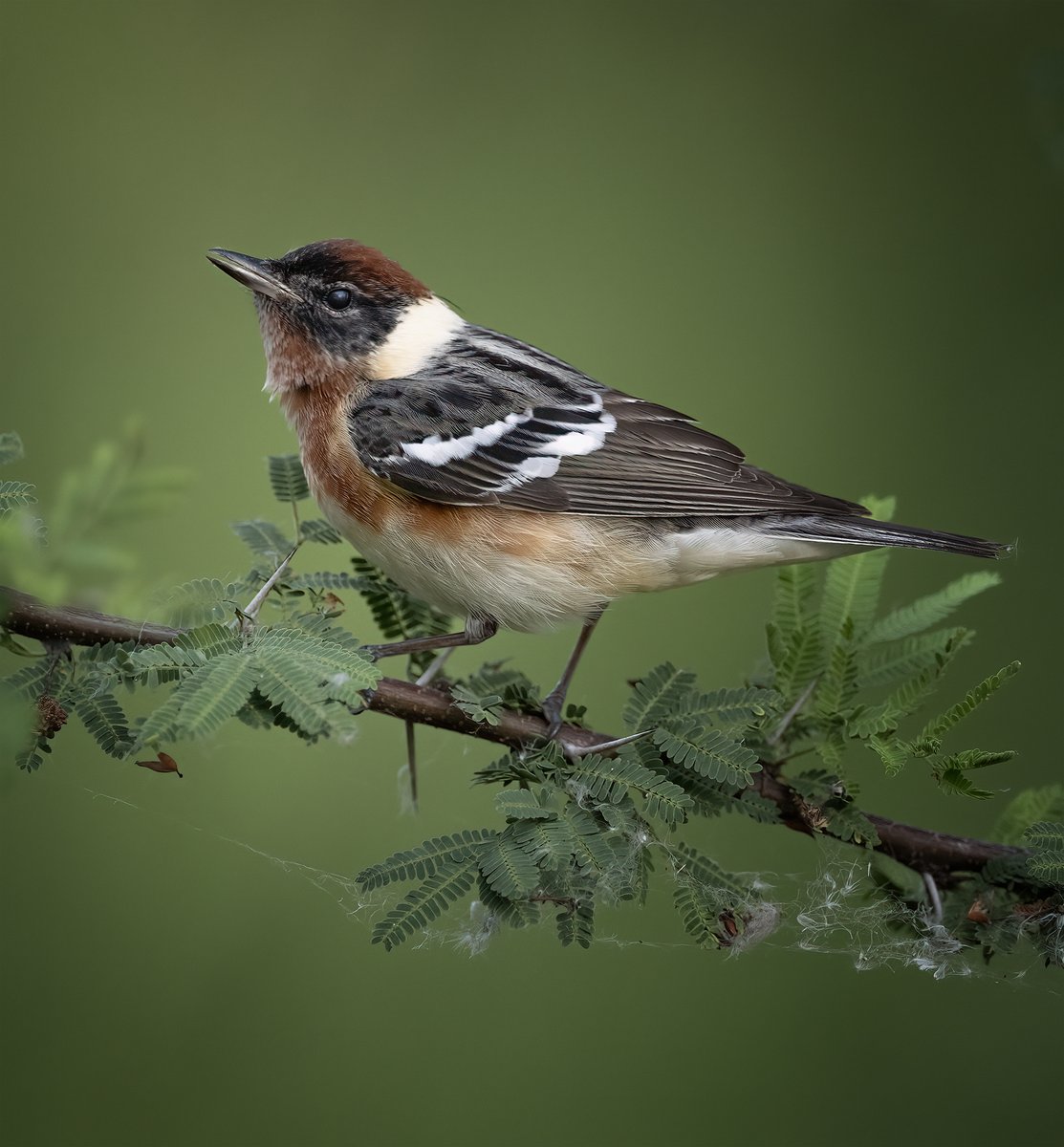 Going through some of my Texas files from April, and loved watching this Bay Breasted Warbler fly from perch to perch late one day. They nest here in parts of Northeastern Minnesota but are a little harder to find. #birds #birdphotogrpahy #naturephotography