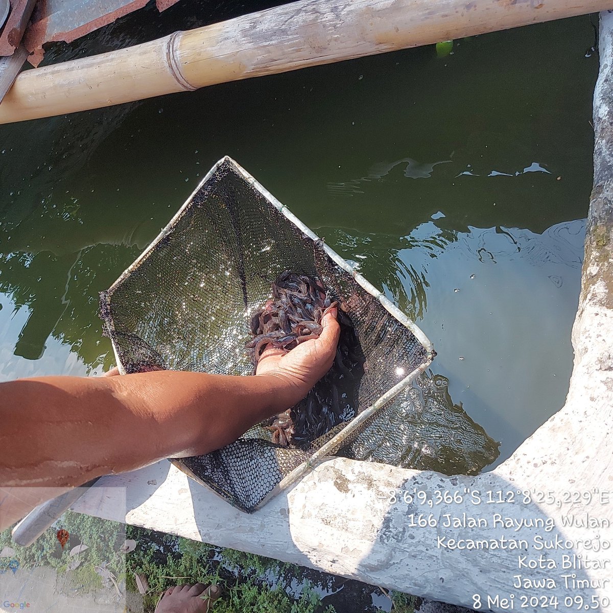 SityR6's tweet photo. Rabu(8/5/24),Siti R, Luhkan KotaBlitar,di Bp.Saptono anggota Pokdakan Mina Kebonsari Kel.Blitar, panen benih ikan lele parsial uk 8 sebyk 2000 ek,uk 6-7 sebyk 1000 ek dan uk 10 sbyk 200ek
#GiatLuhkanSatminkalBWI #Panen
#KotaBlitar
@bppsdm_bp3bwi
@puslatluhkp
@kkpgoid
@bppsdm_kp https://t.co/7lYZVeVIwD