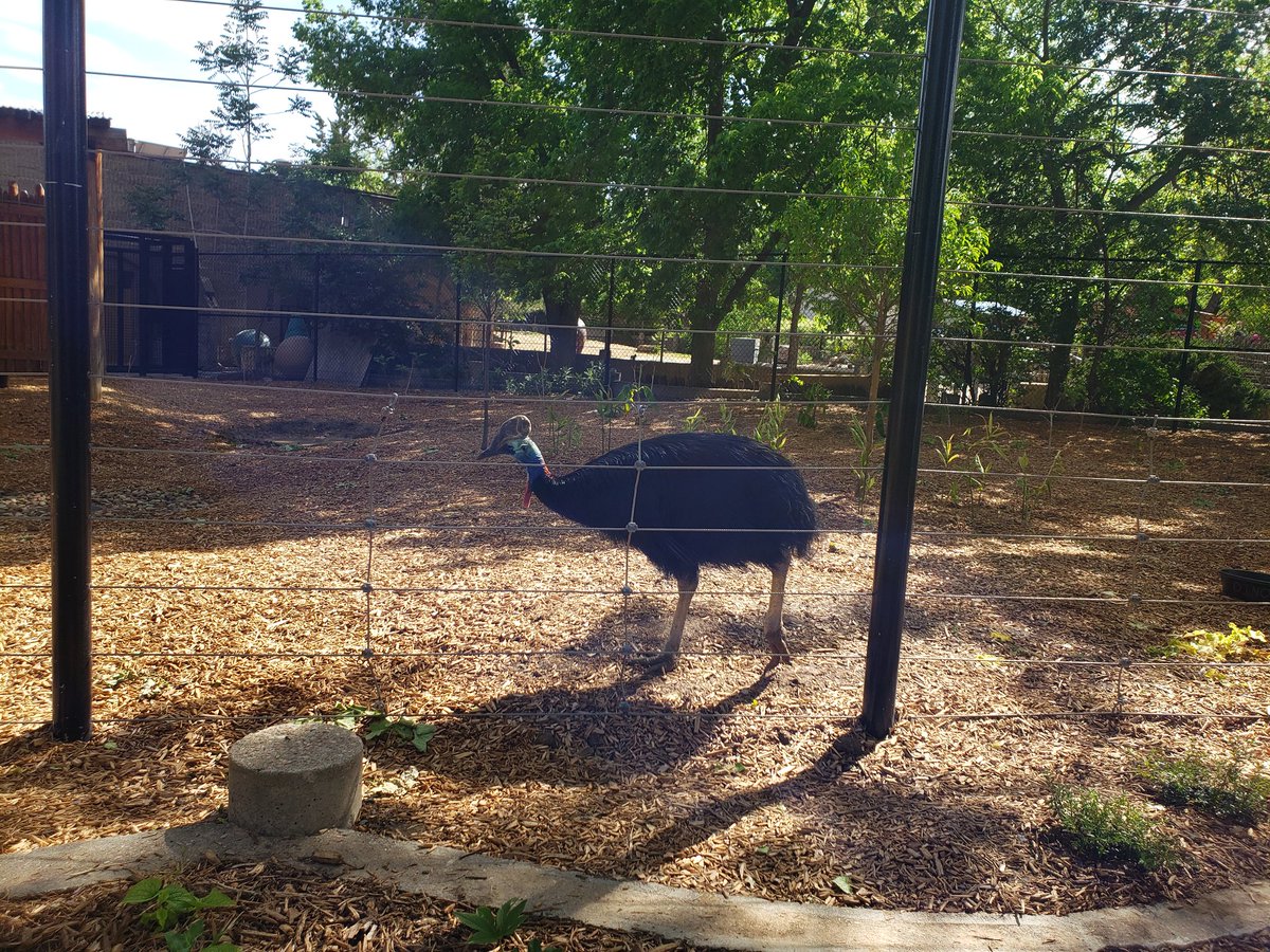 New Australia in Denver zoo makes me think of <a href="/Pongo_T_Pup/">pongo pup</a> and <a href="/crayon_the_bou/">Crayon</a>