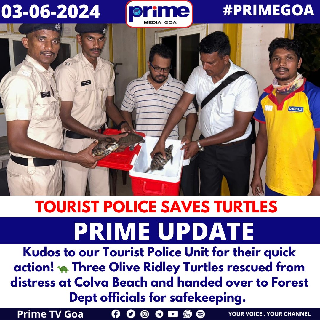 PrimeTVGoa's tweet photo. TOURIST POLICE SAVES TURTLES
#TurtleRescue #WildlifeConservation #BeachHeroes #ColvaBeach #TouristPolice #NatureProtection #OceanLife #CommunityEfforts #MarineConservation #SavingTurtles #PRIMEGOA #TV_CHANNEL #GOA #PRIMEUPDATE https://t.co/46yy2ZpJ6h