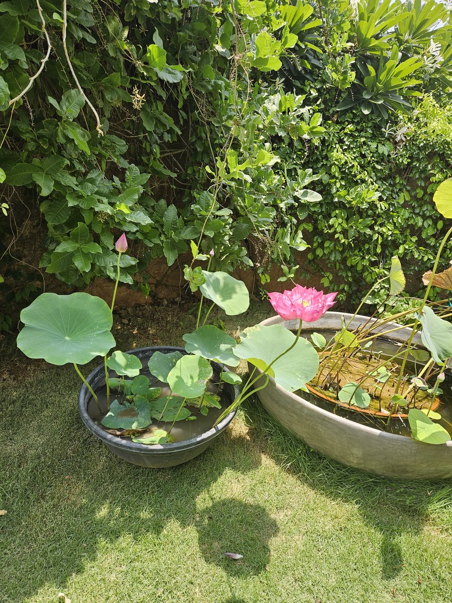 KVishReddy's tweet photo. Lotus bloom at my home.

This variety is called The 1000 Petals Lotus. You don't need a big pond to grow it.  It can grow even in a large bucket. https://t.co/OlsYxG5bEi