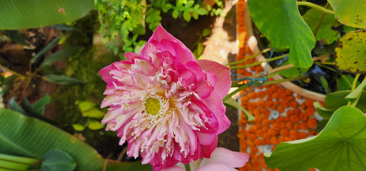 KVishReddy's tweet photo. Lotus bloom at my home.

This variety is called The 1000 Petals Lotus. You don't need a big pond to grow it.  It can grow even in a large bucket. https://t.co/OlsYxG5bEi