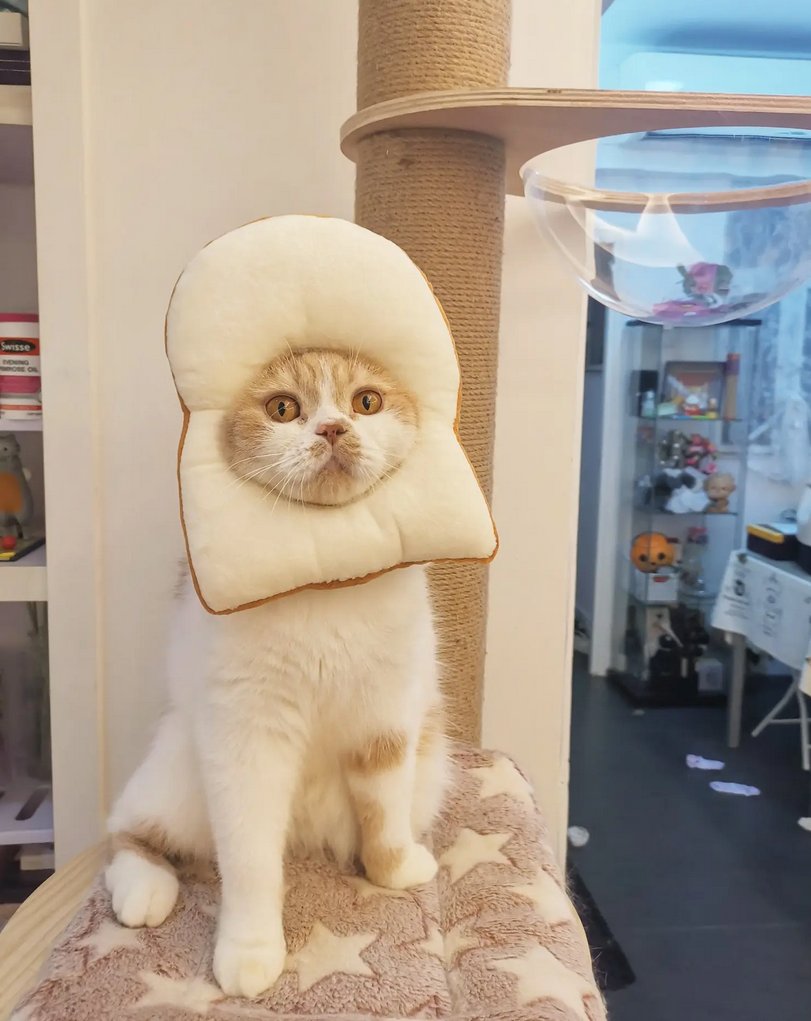还有什么比面包猫更有趣的猫meme吗？抱歉，没有 。 戴面包的猫，戴帽子的狗。我称之为最强meme组合。 帽子狗 $WIF 市值33亿。面包猫市值怎么着也得5亿， 面包猫当前市值62万，还有900倍。 Cat in bread $INBRED 1000X Lowcap gem