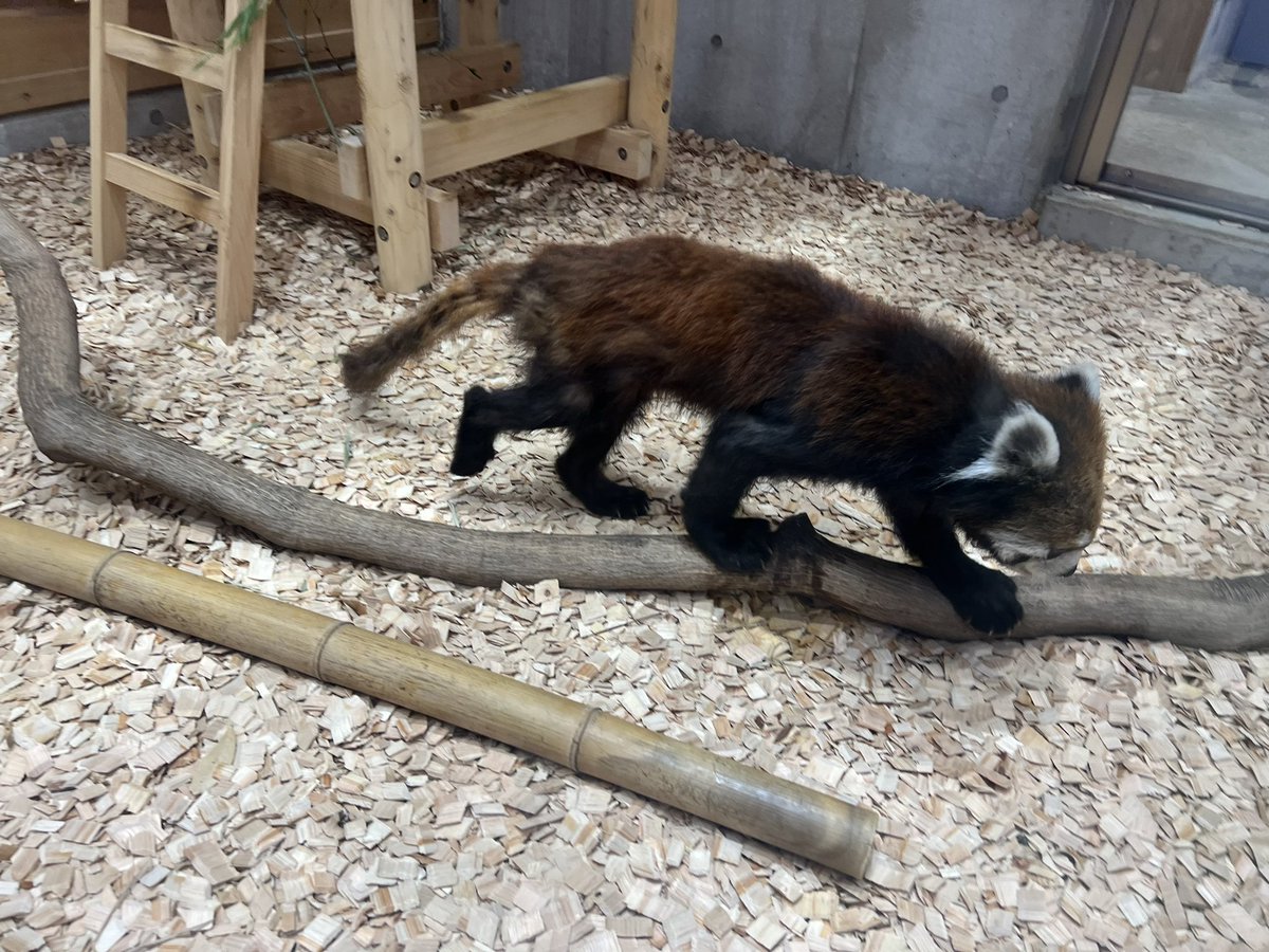 かずのこ速報
絶賛換毛期ですな💦
#かずのこ #レッサーパンダ 
#桐生が岡動物園