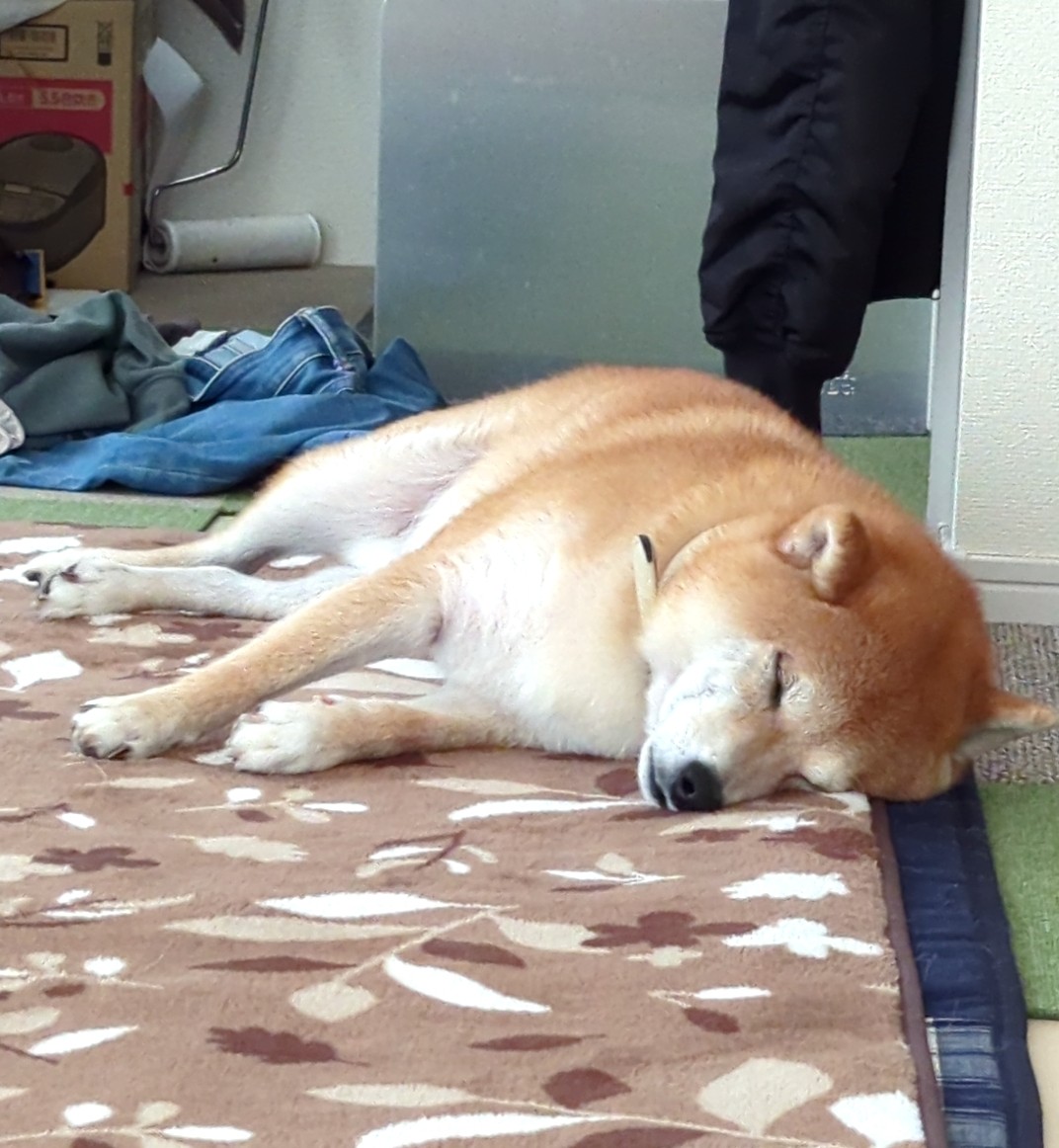 SADASADA0620's tweet photo. 朝の地震速報で目が覚めた！
隣の嫁の部屋が騒がしいと思ったら１階に猛ダッシュ🏃

真っ先にラビちゃんの元へ駆けつけリード付け、背中には貴重品の入ったリュックが…
頼もしい嫁に感謝🙏

 #地震
 #非常時
 #柴犬との暮らし 
 #柴犬
 #地震速報 https://t.co/C8n6c1qQ5J