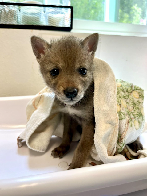 FlyingTails tweet media