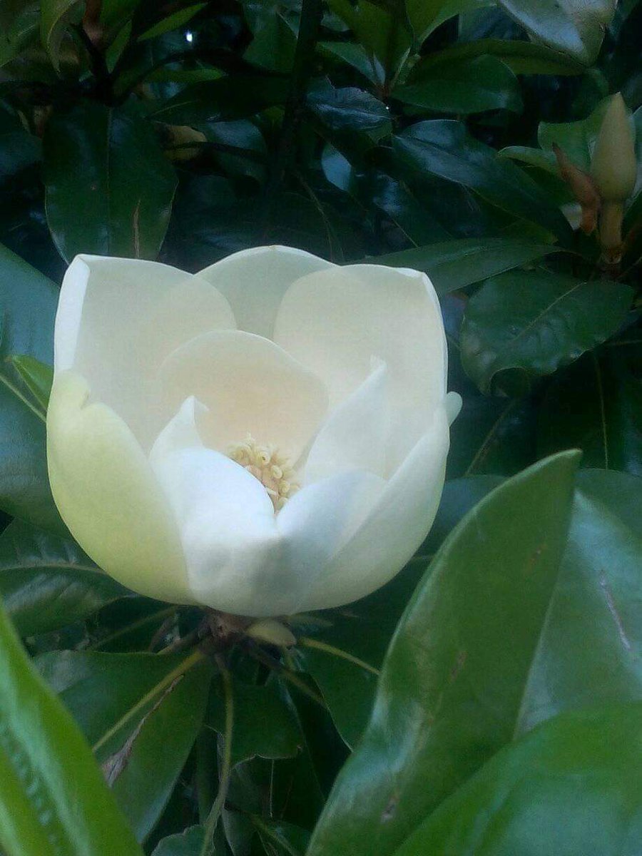 MarisaDenaro71's tweet image. #purezza
#Buongiorno