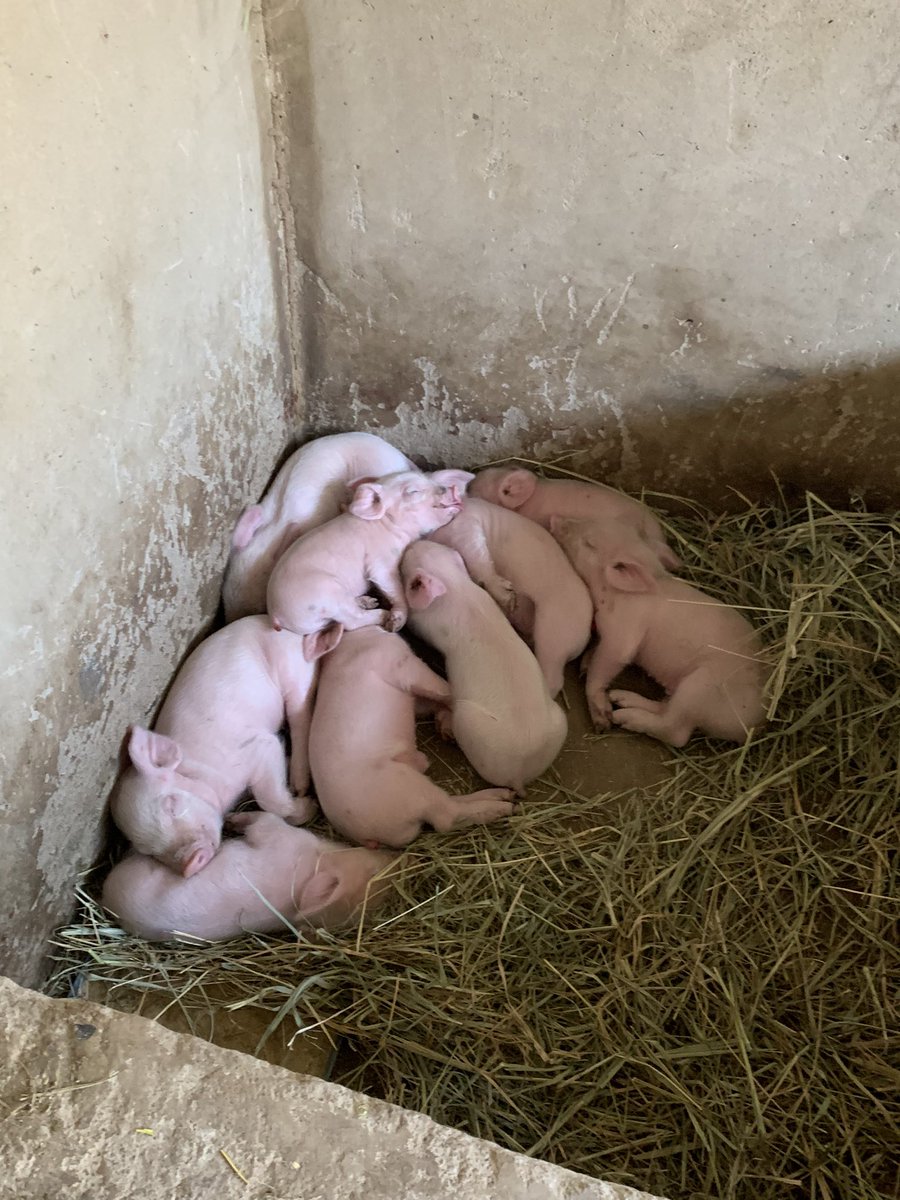 Less tail, less risk! Protecting our piglets from harm, one dock at a time.

 #TailDocking #PoodleProtection #Safety #piglets #iron #sustainablefarming
@everyone