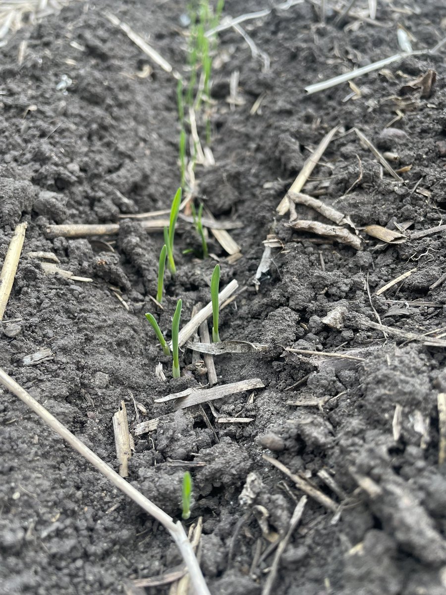 My favorite crop has made its appearance! #oats #glutenfree #wcndag