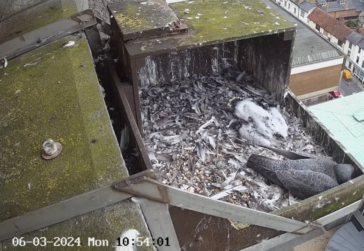 Aylesbury peregrines update: growing rapidly!