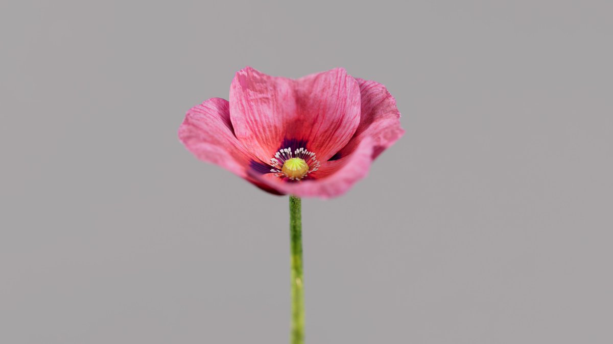 Polyground_ai's tweet photo. Pop-poppy, poppy, poppy, love, love
A flower that hides its danger in its beautiful addiction. Only meet it with your eyes, in the virtual world.
#3dflower #3dplants
#3dworld #pog #realitycapture #3dartist #3dmodeling #photogrametry #b3d https://t.co/7Hc8oN3dd2