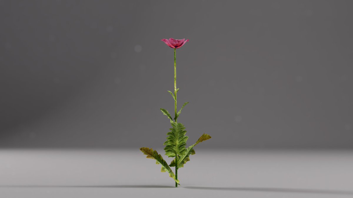 Polyground_ai's tweet photo. Pop-poppy, poppy, poppy, love, love
A flower that hides its danger in its beautiful addiction. Only meet it with your eyes, in the virtual world.
#3dflower #3dplants
#3dworld #pog #realitycapture #3dartist #3dmodeling #photogrametry #b3d https://t.co/7Hc8oN3dd2