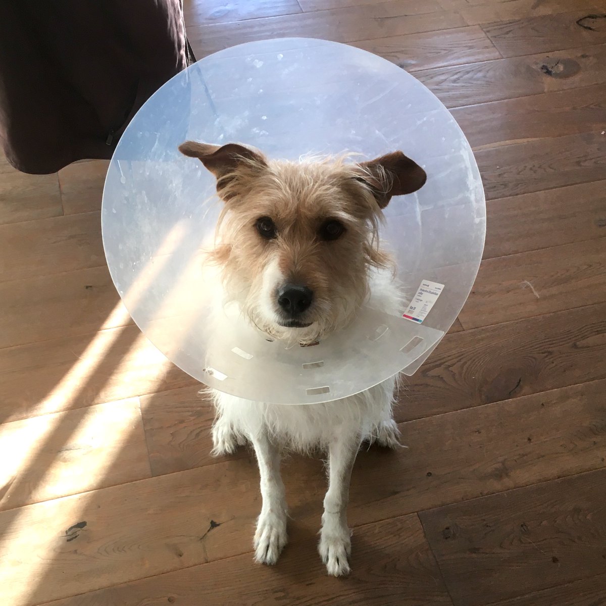 Cone of shame 😳 #writingassistant #dogoftheday #screenwritingfordogs