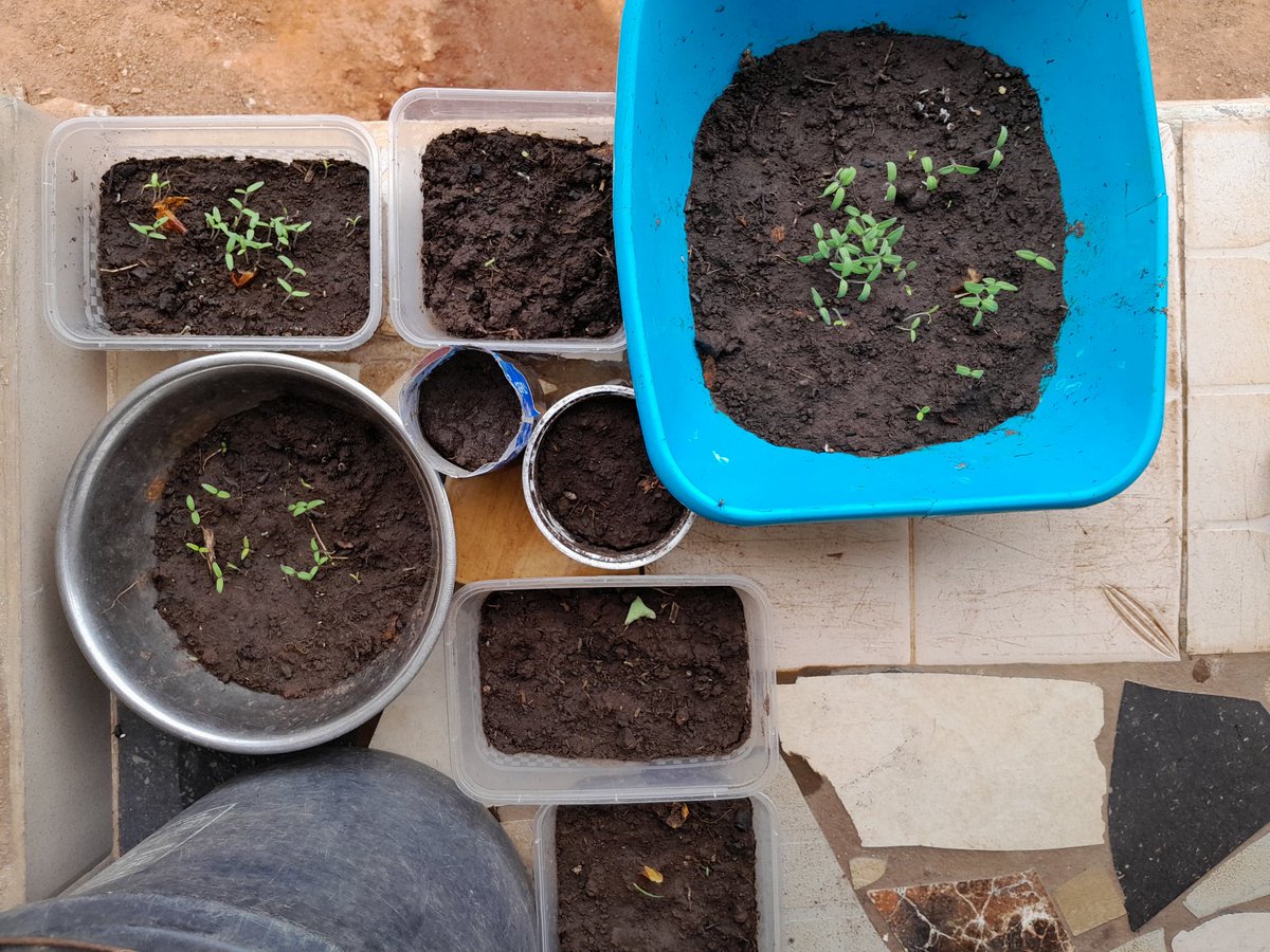 As price of tomatoea and pepper keep skyrocketing, I have decided to start a little garden of tomatoes and pepper. First time planting tomatoes and I hope it turns out really well..............