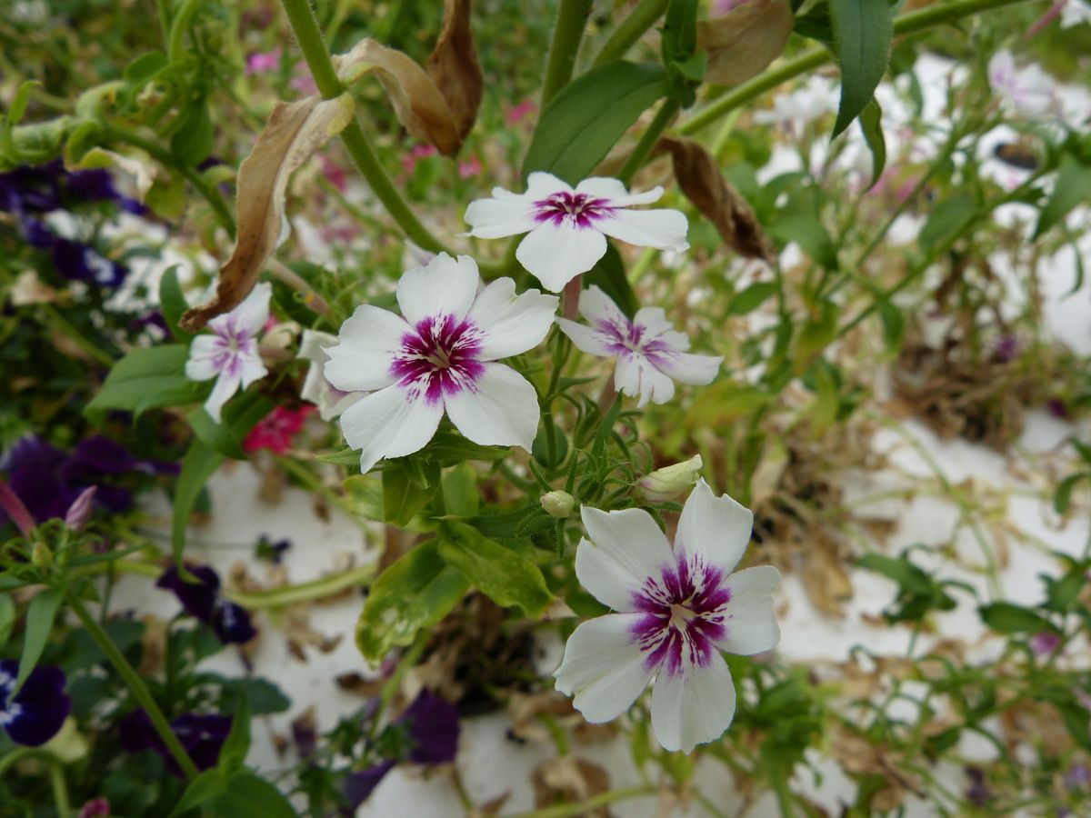 AgroSymbiose's tweet photo. 🌸𝑵𝒐𝒖𝒗𝒆𝒂𝒖𝒕𝒆́ : 𝒍𝒆𝒔 𝒇𝒍𝒆𝒖𝒓𝒔 𝒄𝒐𝒎𝒆𝒔𝒕𝒊𝒃𝒍𝒆𝒔 𝑷𝒉𝒍𝒐𝒙 ! 🌸
#Fleurs délicates et aux coloris variés, les #phlox ont un léger goût de concombre sucré. Elles agrémenteront magnifiquement vos salades, toasts, verrines, desserts...!
#fleurcomestible #culinaire https://t.co/rW5qL60iiw