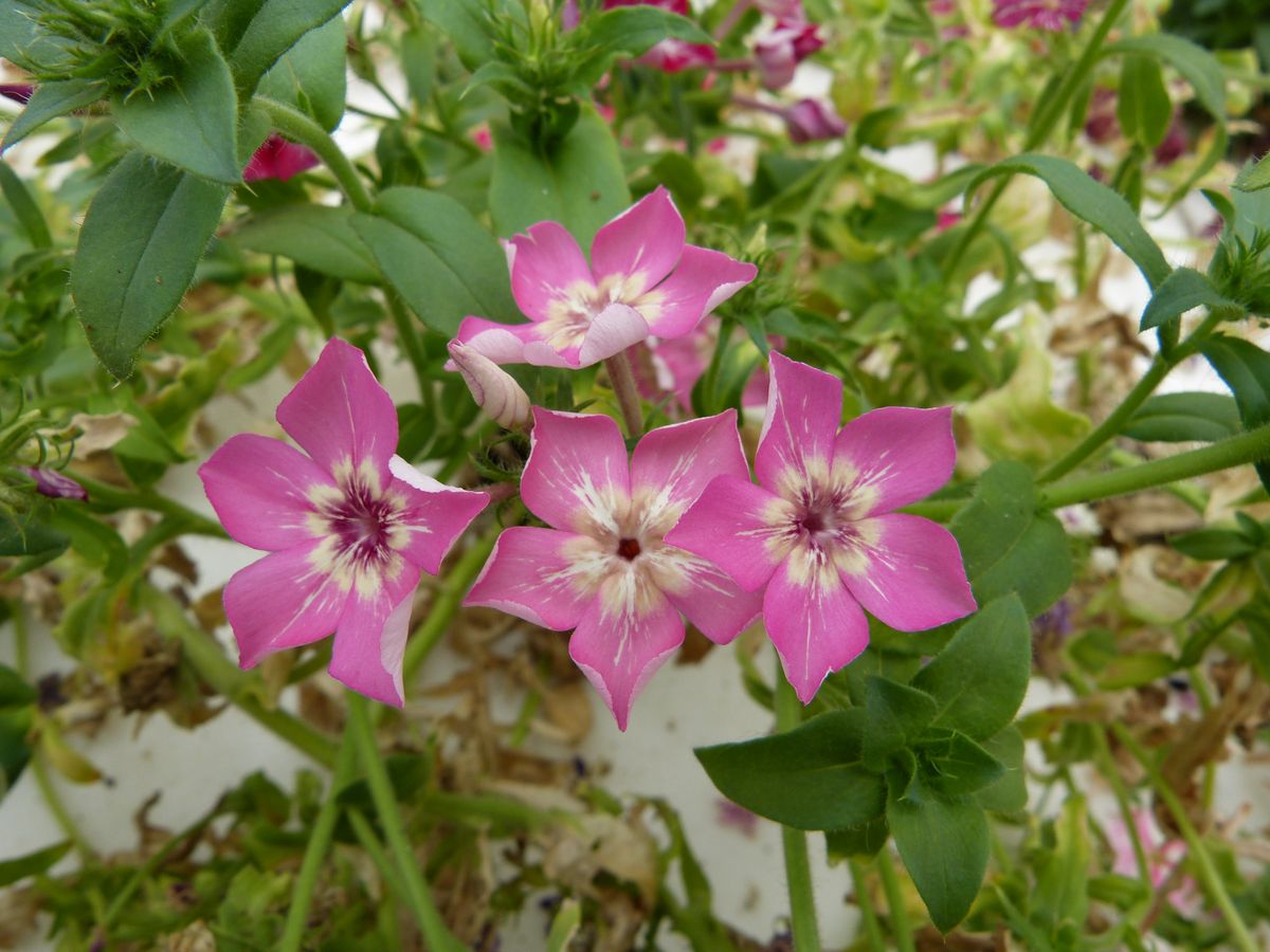 AgroSymbiose's tweet photo. 🌸𝑵𝒐𝒖𝒗𝒆𝒂𝒖𝒕𝒆́ : 𝒍𝒆𝒔 𝒇𝒍𝒆𝒖𝒓𝒔 𝒄𝒐𝒎𝒆𝒔𝒕𝒊𝒃𝒍𝒆𝒔 𝑷𝒉𝒍𝒐𝒙 ! 🌸
#Fleurs délicates et aux coloris variés, les #phlox ont un léger goût de concombre sucré. Elles agrémenteront magnifiquement vos salades, toasts, verrines, desserts...!
#fleurcomestible #culinaire https://t.co/rW5qL60iiw