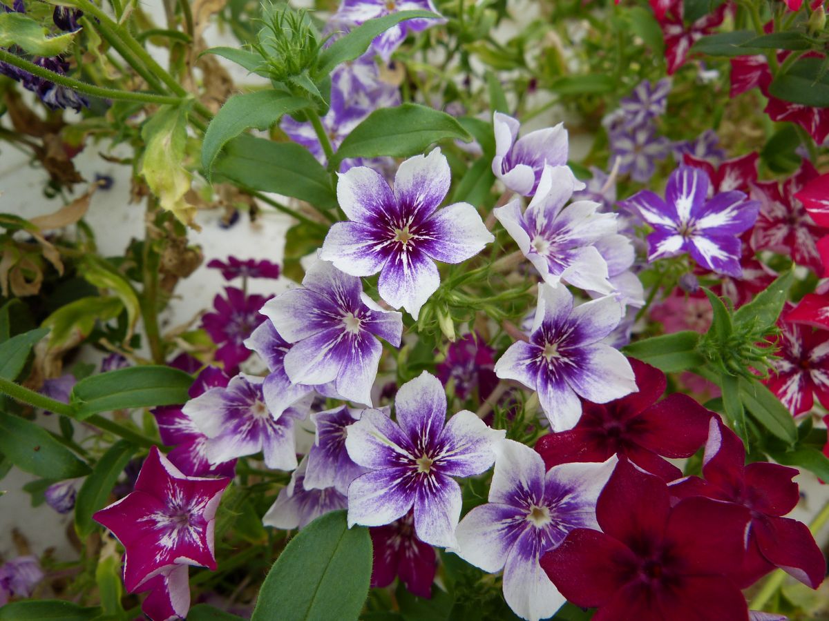 AgroSymbiose's tweet photo. 🌸𝑵𝒐𝒖𝒗𝒆𝒂𝒖𝒕𝒆́ : 𝒍𝒆𝒔 𝒇𝒍𝒆𝒖𝒓𝒔 𝒄𝒐𝒎𝒆𝒔𝒕𝒊𝒃𝒍𝒆𝒔 𝑷𝒉𝒍𝒐𝒙 ! 🌸
#Fleurs délicates et aux coloris variés, les #phlox ont un léger goût de concombre sucré. Elles agrémenteront magnifiquement vos salades, toasts, verrines, desserts...!
#fleurcomestible #culinaire https://t.co/rW5qL60iiw