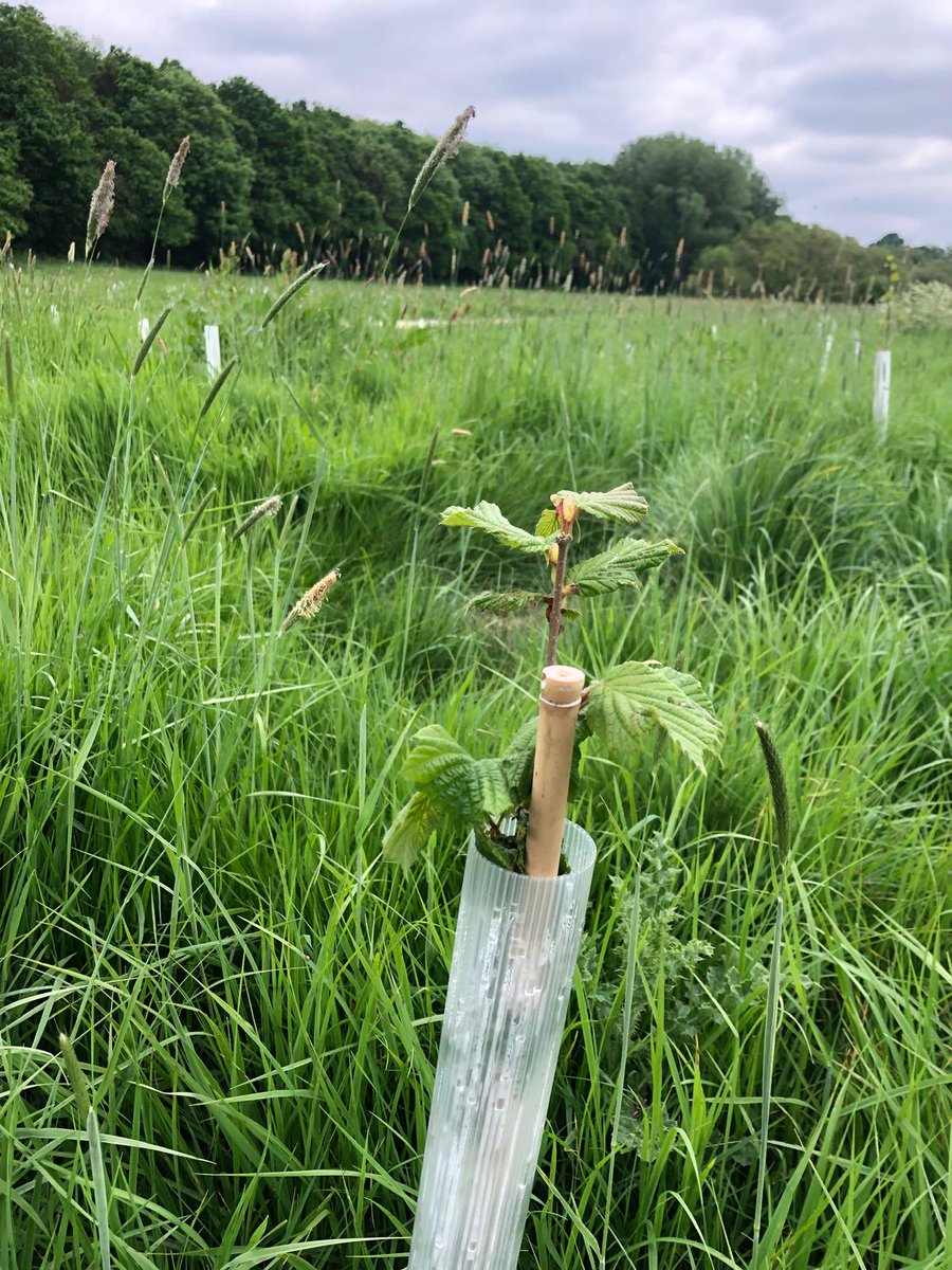 Remember this habitat restoration site where we planted 2000 trees? We're pleased to see the trees are growing very well!