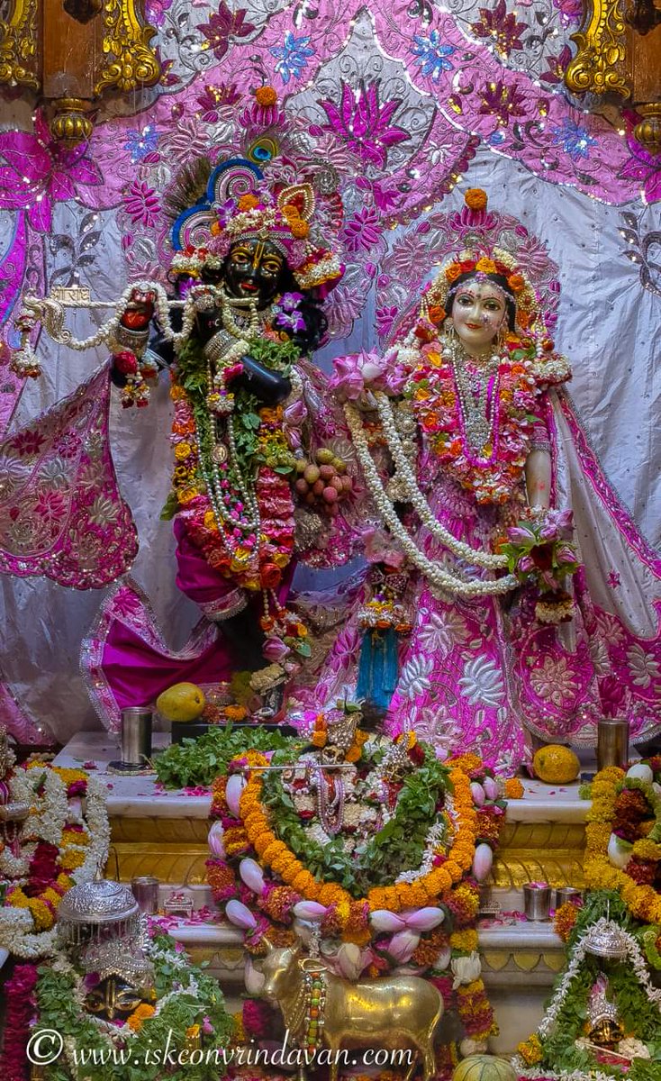 theholy_monk's tweet photo. Radha Shyam Sundar 🌿🌾🍇🪷 https://t.co/qgSHvDrkqN