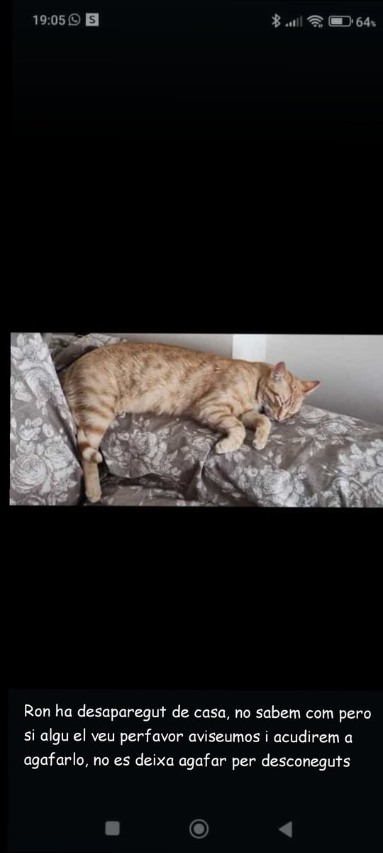 Hola! RON s'ha escapat a #TavernesDeLaValldigna i no el trobem.
És molt bó però te por a la gent qe no coenix.
Si el vegeu ens farieu un favor si ens aviseu😢♥️
Zona c/ sant Roc-Barranc