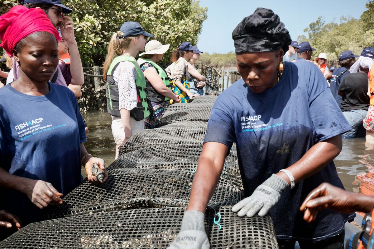 FAOSenegal's tweet photo. 📍Toubacouta| 🗓️30 mai

🎣#FISH4ACP a accueilli la délégation du Conseil de l’Union Européenne dirigée par la Belgique au parc ostréicole 🦪 de Nemabah 

🐟 Présenter le potentiel ostréicole du site &amp; l’impact sur les conditions de vie des femmes ♀️ https://t.co/0jRsnhBl7U